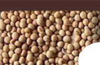 specialty soybeans.jpg (6137 bytes)